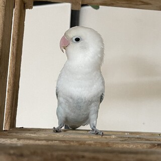白ボタンインコ　里親募集！