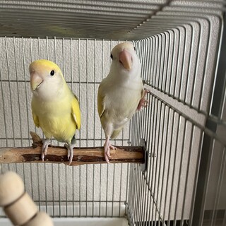 コザクラインコ　ペア里親募集！