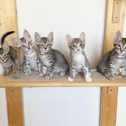 【夜のこねこ譲渡会】