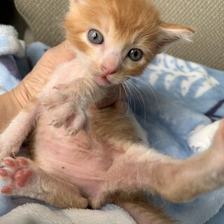 里親さま決まりました☆