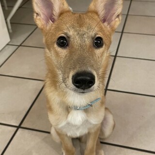 頭が良く言葉をよく理解して穏やかな性格のすばる君