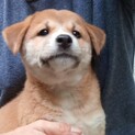 ◇生後2ヶ月位の仔犬◇里親さま募集◇