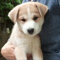 ◇生後1.5~2ヶ月位の仔犬◇里親さま募集◇