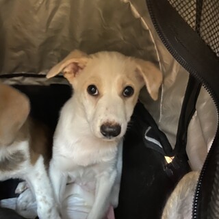 ビビりちゃんですが穏やかなお利口さんのセレナちゃん