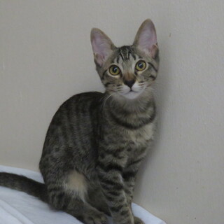 元気なえんくん、医療しつけ済