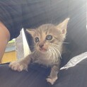 子猫の家族になってください♡