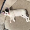 生後約2ヶ月の子猫ちゃん サムネイル2