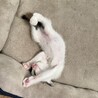 生後約2ヶ月の子猫ちゃん サムネイル3