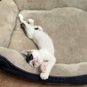 生後約2ヶ月の子猫ちゃん サムネイル4