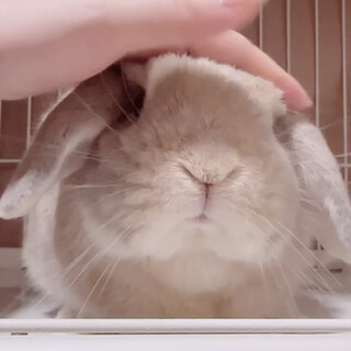 3歳のホーランドロップ