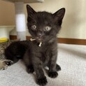 黒猫3匹、ママ募集中❣️残りは家族決定しました‼️