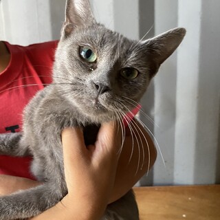 可愛い元気なグレコ