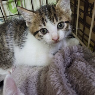 キジ白☆2カ月☆ゆずくん