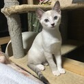ブルーアイ、シャムトラ女の子家族が決まりました。