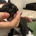 おヒゲ可愛い甘えんぼ