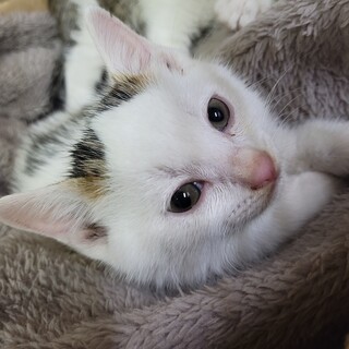 キジ白☆2カ月☆ぽんずくん