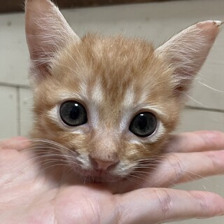 里親決定。茶トラのミラクルちゃん