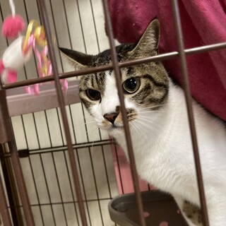 募集停止。甘えん坊のチャーリーくん