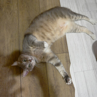 ブルータビー＆ホワイトくん（多頭飼育崩壊）