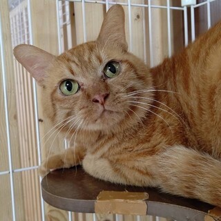 ワイルドなお顔の男の子★ 一ノ助くん