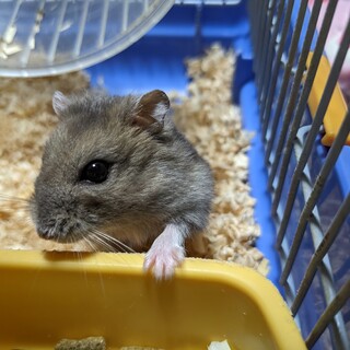 ブルーサファイアの女の子