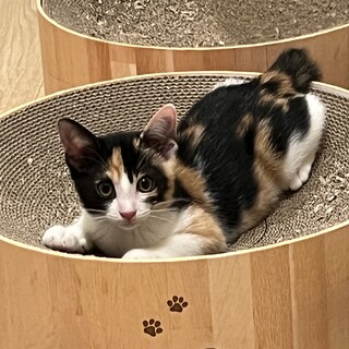 人が大好きなクミちゃん