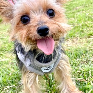 ヨーキー♀ミレ