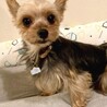 ヨーキー♀ミレ サムネイル2