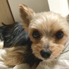ヨーキー♀ミレ サムネイル4