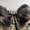 あーにゃんこ サムネイル2