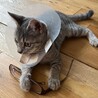 あーにゃんこ サムネイル3