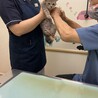あーにゃんこ サムネイル6