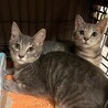 あーにゃんこ サムネイル7