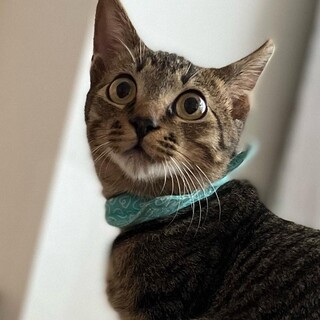 優しい性格の男の子ディーゼルくん