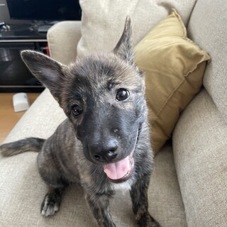 きらきら笑顔の3ヶ月の女の子❤️野犬にも家族を
