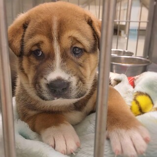 愛嬌たっぷり！あつころくん　2ヶ月