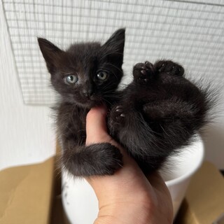 約3ヶ月の子猫✨ピカチュウかぎしっぽ