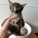 約3ヶ月の子猫✨イケメンな子