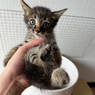 約3ヶ月の子猫✨イケメンな子