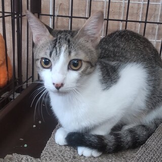 ツンデレ系美人のみかんちゃん　生後5か月