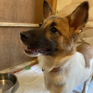 元気で可愛い菊ちゃん♪