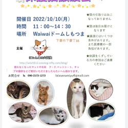 保護猫譲渡会　waiwaiドームしもつま10/10