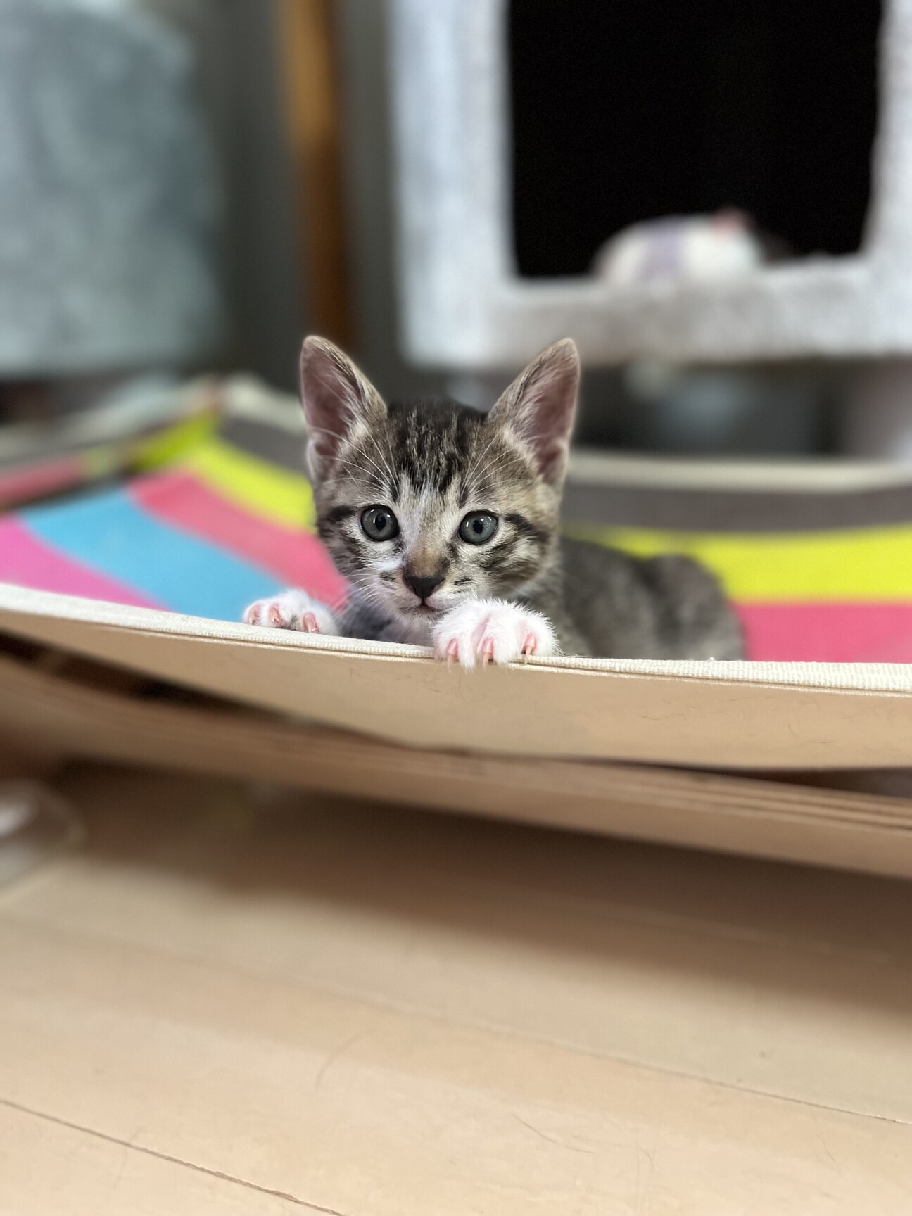 慣れ慣れ靴下を履いたきじしろ子猫♂ サムネイル1