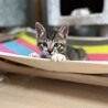 慣れ慣れ靴下を履いたきじしろ子猫♂ サムネイル1