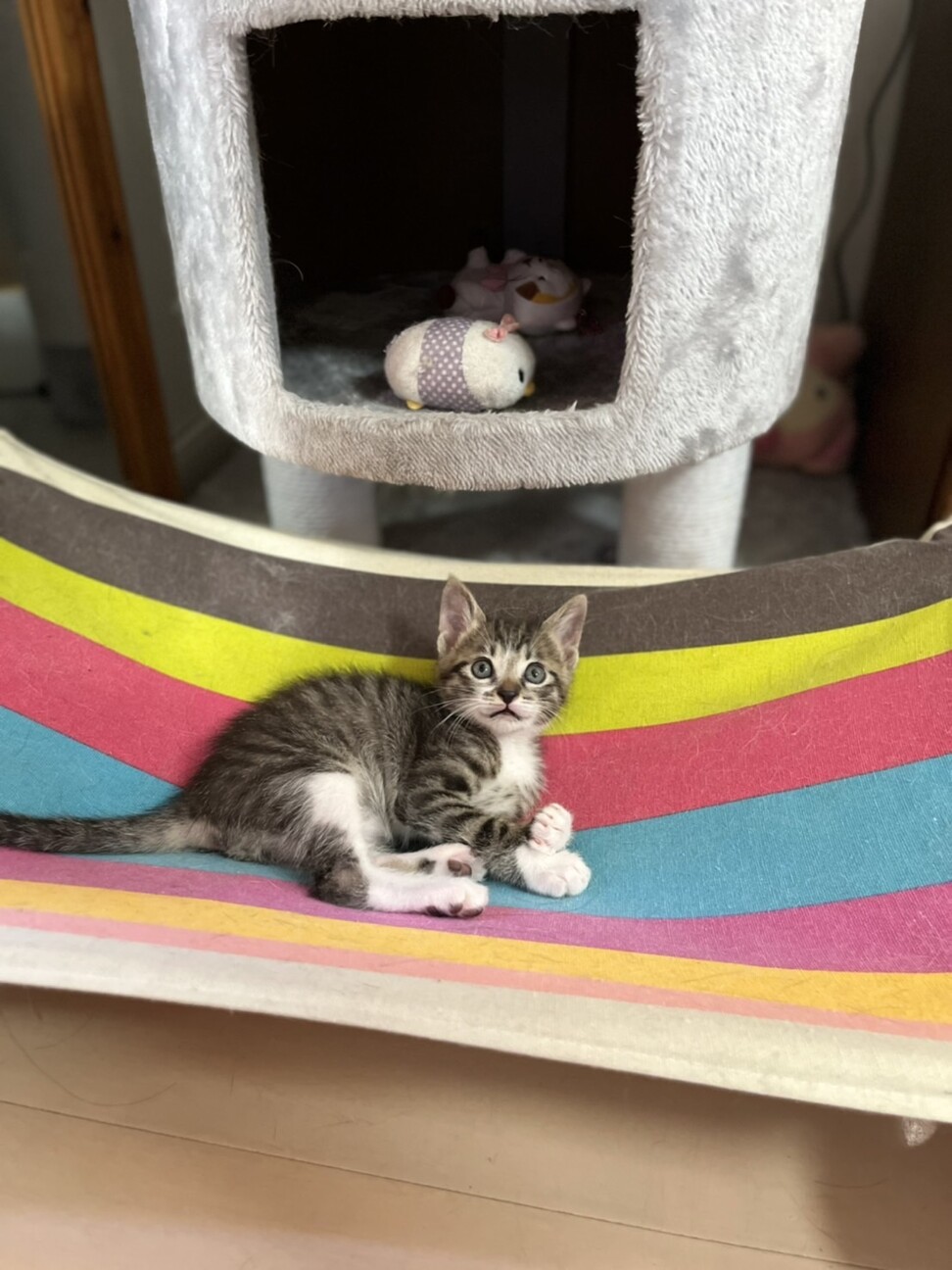慣れ慣れ靴下を履いたきじしろ子猫♂ サムネイル2