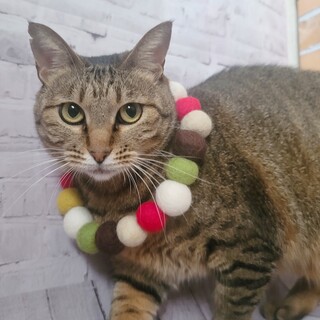 一人遊びが可愛い【らんらん】