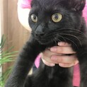 懐っこいイケメン黒猫ジジくん　4ヶ月齢