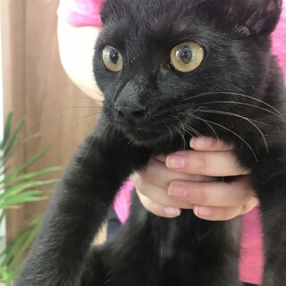 懐っこいイケメン黒猫ジジくん　4ヶ月齢