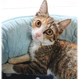 可愛い小柄な三毛子猫ちゃん。