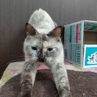 推定３才　かなりツンデレきれいな毛色しゃびーちゃん